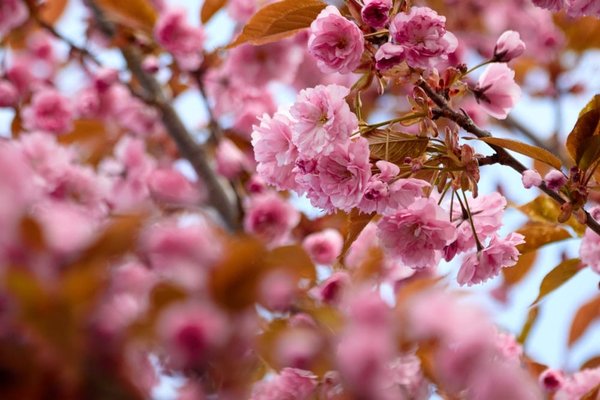 Comment choisir le bon blush pour votre teint